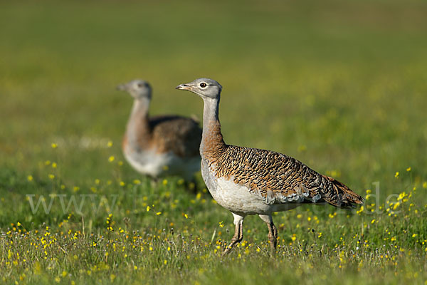 Großtrappe (Otis tarda)