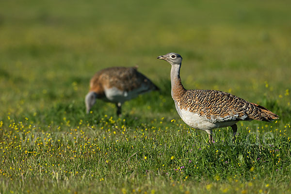 Großtrappe (Otis tarda)