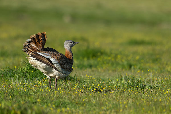 Großtrappe (Otis tarda)