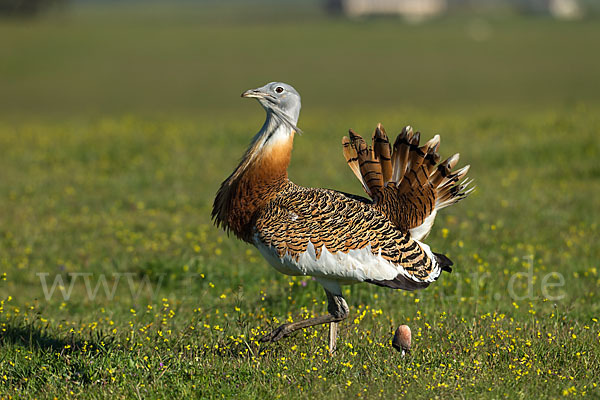 Großtrappe (Otis tarda)