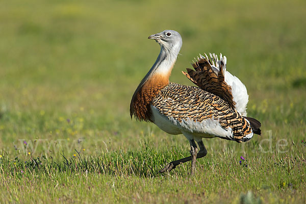 Großtrappe (Otis tarda)