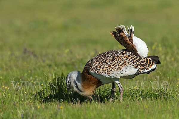 Großtrappe (Otis tarda)