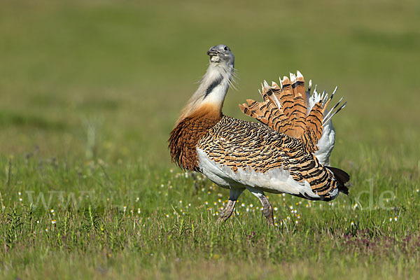 Großtrappe (Otis tarda)