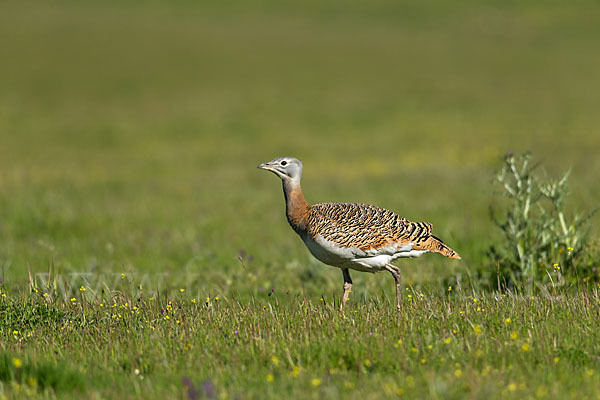 Großtrappe (Otis tarda)