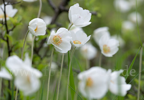 Großes Windröschen (Anemone sylvestris) aus Pflanzen (21956) fokus