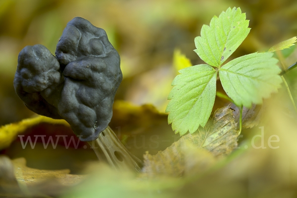 Gruben-Lorchel (Helvella lacunosa)