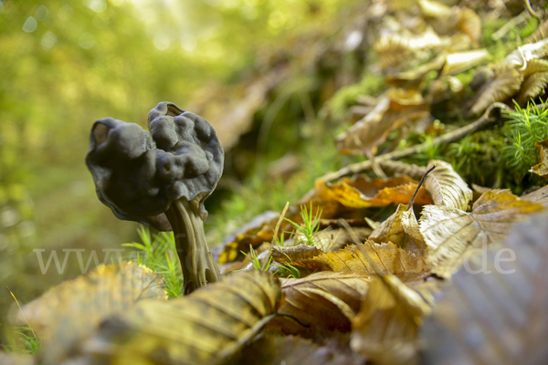 Gruben-Lorchel (Helvella lacunosa)