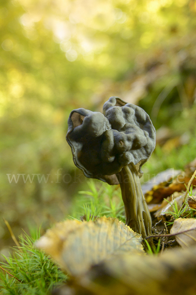 Gruben-Lorchel (Helvella lacunosa)