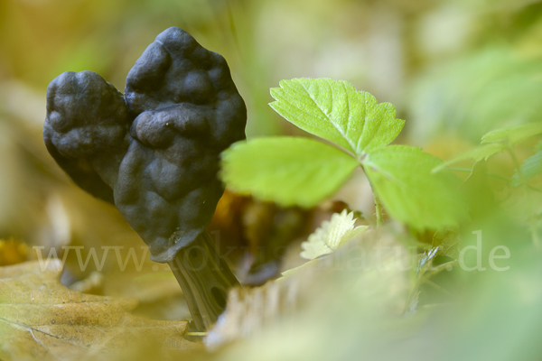 Gruben-Lorchel (Helvella lacunosa)