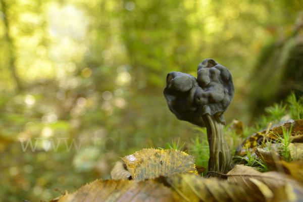 Gruben-Lorchel (Helvella lacunosa)