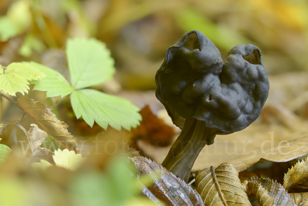 Gruben-Lorchel (Helvella lacunosa)