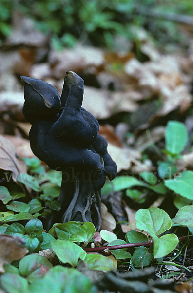 Gruben-Lorchel (Helvella lacunosa)