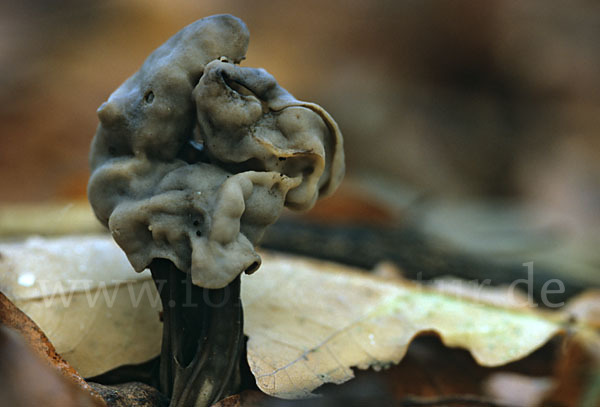 Gruben-Lorchel (Helvella lacunosa)