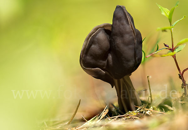 Gruben-Lorchel (Helvella lacunosa)