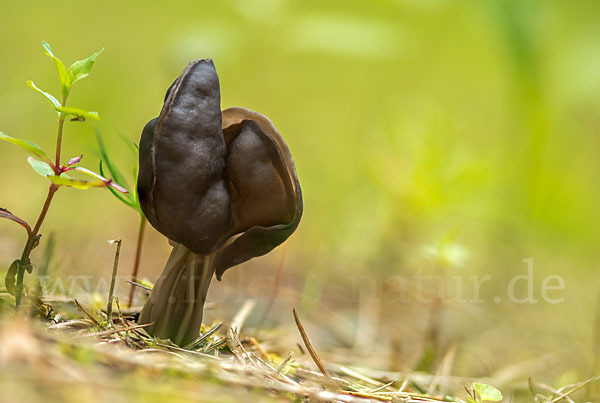 Gruben-Lorchel (Helvella lacunosa)