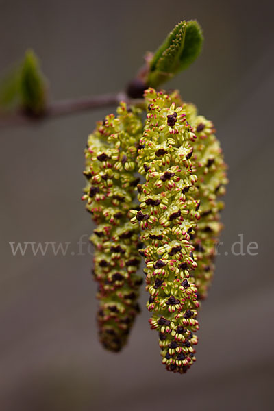 Grün-Erle (Alnus fruticosa)