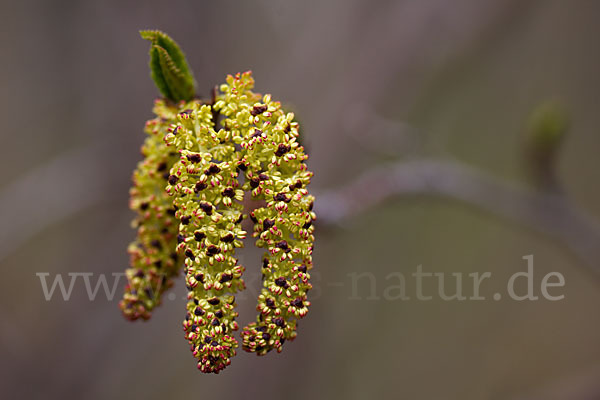 Grün-Erle (Alnus fruticosa)