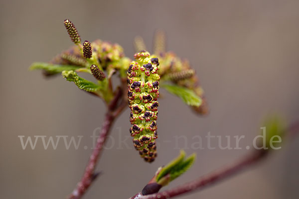 Grün-Erle (Alnus fruticosa)