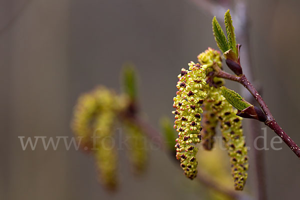 Grün-Erle (Alnus fruticosa)