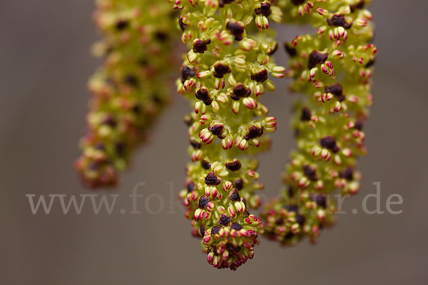 Grün-Erle (Alnus fruticosa)