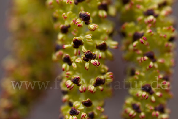 Grün-Erle (Alnus fruticosa)