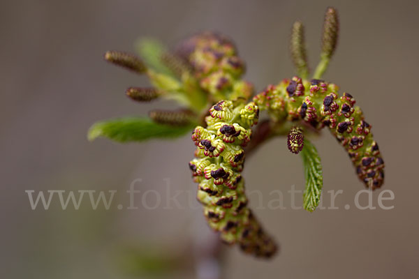 Grün-Erle (Alnus fruticosa)