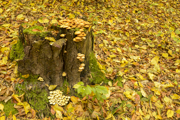 Grünblättriger Schwefelkopf (Hypholoma fasciculare)