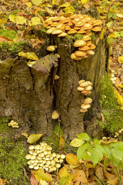 Grünblättriger Schwefelkopf (Hypholoma fasciculare)