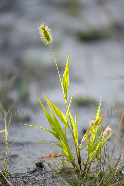 Grüne Borstenhirse (Setaria viridis)