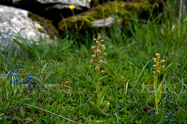 Grüne Hohlzunge (Coeloglossum viride)