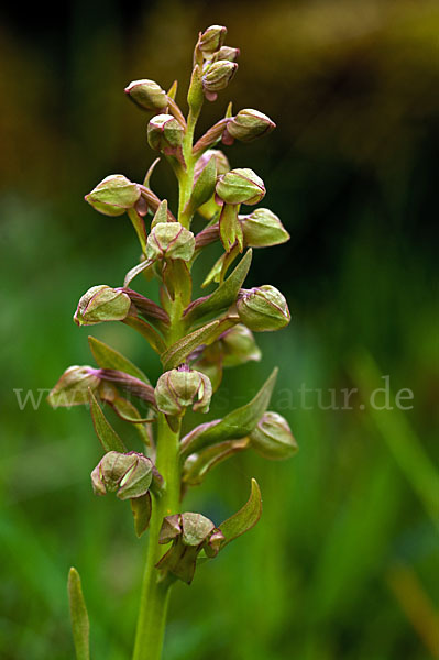 Grüne Hohlzunge (Coeloglossum viride)