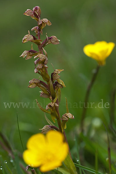 Grüne Hohlzunge (Coeloglossum viride)