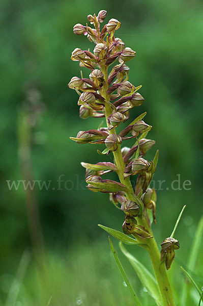 Grüne Hohlzunge (Coeloglossum viride)