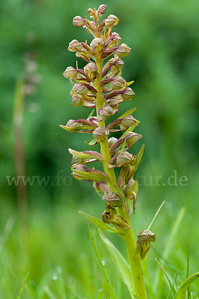 Grüne Hohlzunge (Coeloglossum viride)