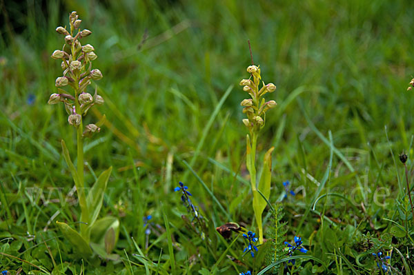 Grüne Hohlzunge (Coeloglossum viride)