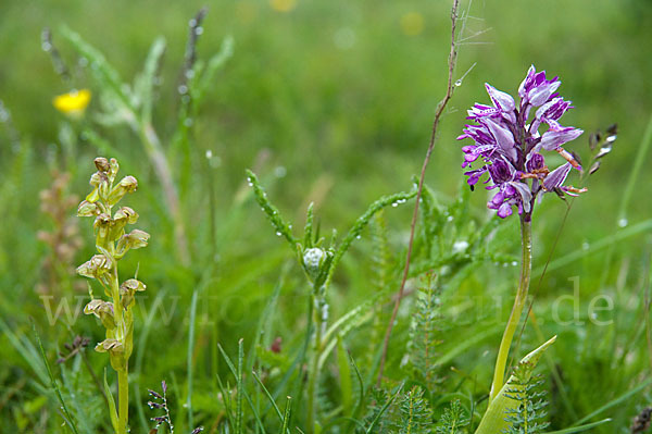 Grüne Hohlzunge (Coeloglossum viride)