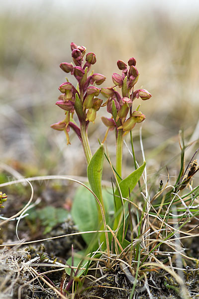 Grüne Hohlzunge (Coeloglossum viride)