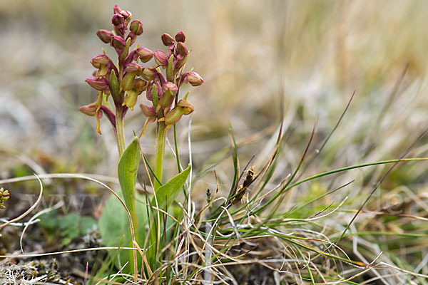 Grüne Hohlzunge (Coeloglossum viride)