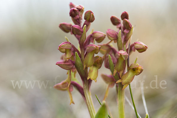 Grüne Hohlzunge (Coeloglossum viride)