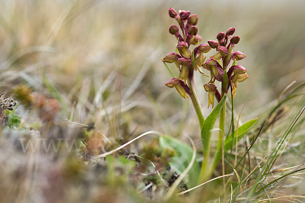 Grüne Hohlzunge (Coeloglossum viride)