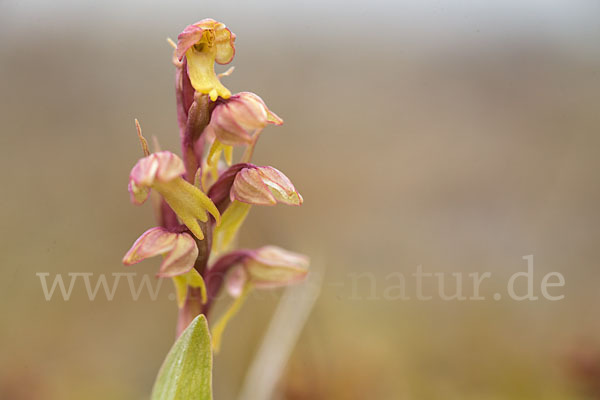 Grüne Hohlzunge (Coeloglossum viride)