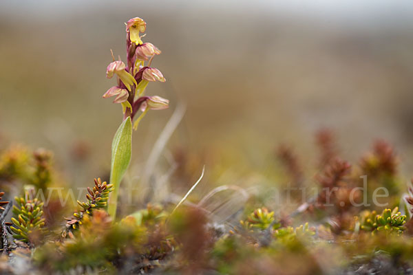 Grüne Hohlzunge (Coeloglossum viride)