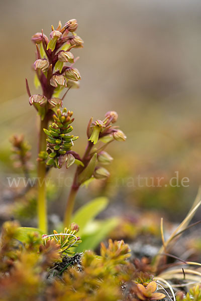 Grüne Hohlzunge (Coeloglossum viride)