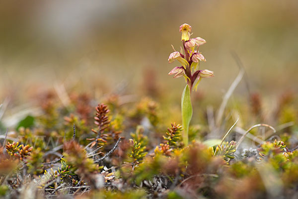 Grüne Hohlzunge (Coeloglossum viride)