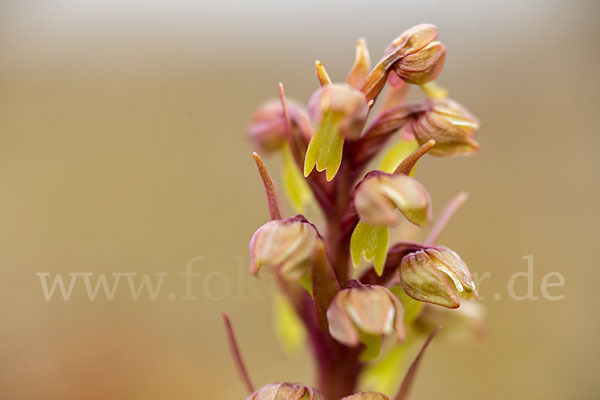 Grüne Hohlzunge (Coeloglossum viride)