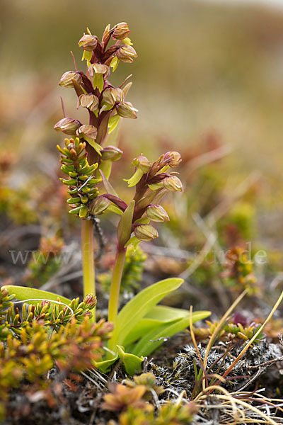 Grüne Hohlzunge (Coeloglossum viride)