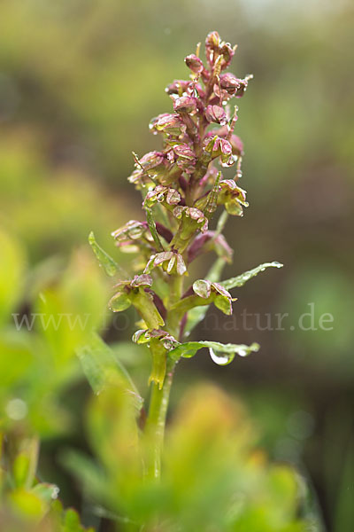 Grüne Hohlzunge (Coeloglossum viride)