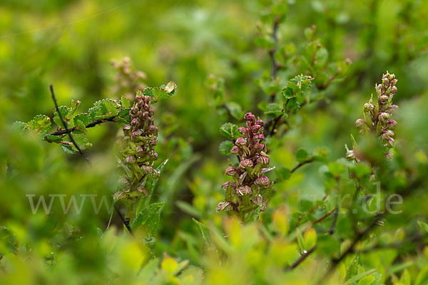 Grüne Hohlzunge (Coeloglossum viride)