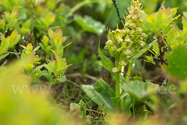 Grüne Hohlzunge (Coeloglossum viride)