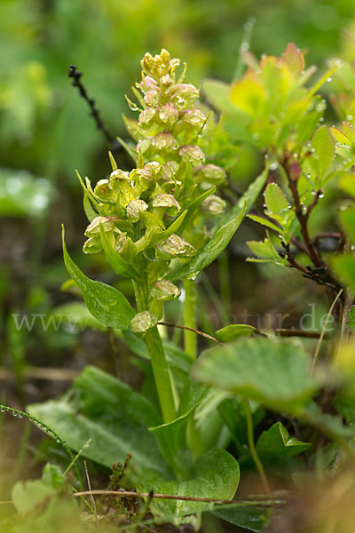 Grüne Hohlzunge (Coeloglossum viride)